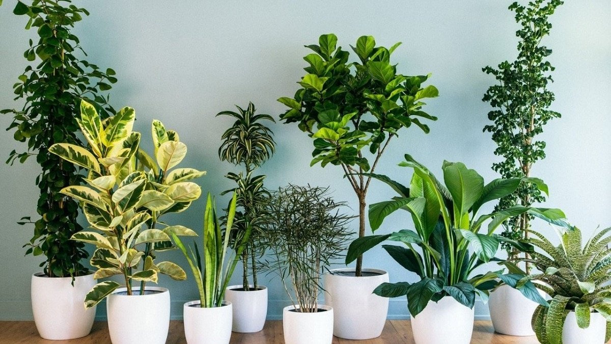  Ce trebuie să ştiţi dacă aveţi în casă plante care purifică aerul