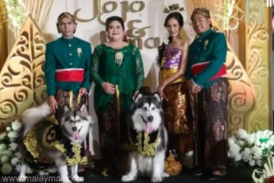  O somptuoasă ”nuntă” de câini i-a înfuriat la culme pe locuitorii din Indonezia