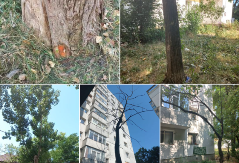  Primăria Iași va tăia copaci în Alexandru cel Bun și Ciric