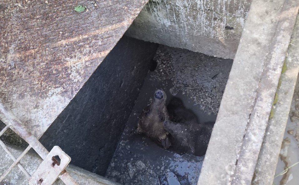  O ursoaică şi puiul ei au căzut într-o fosă septică neacoperită a unui restaurant din Sinaia