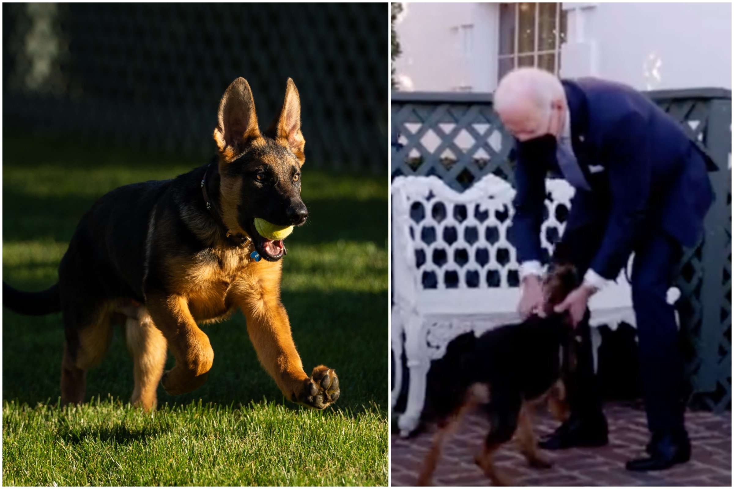  Commander, câinele de la Casa Albă, ar fi mușcat mai multe persoane