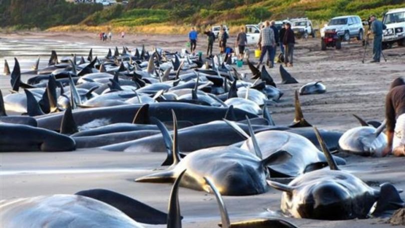  VIDEO Zeci de balene cu un comportament bizar au murit după ce au eşuat pe o plajă din Australia