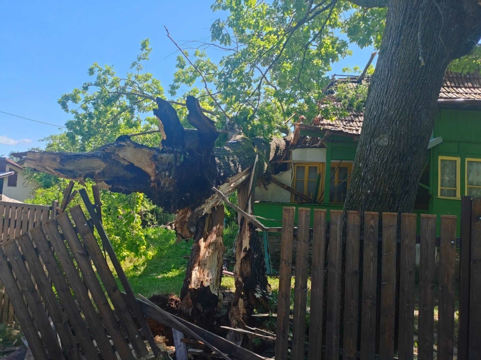  Un copac, la un pas să cadă peste o casă şi reţeaua electrică din localitatea Ciurea