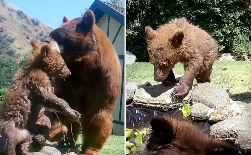  VIDEO Distracţie maximă: Doi urşi se distrează atât de mult încât nu mai vor să plece din piscina unei case