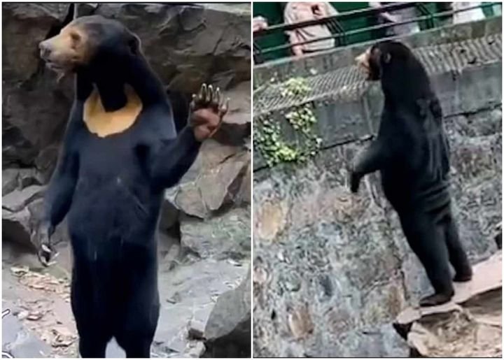  VIDEO Noi imagini cu ursul acuzat că este un om deghizat. Acum vizitatorii sunt și mai convinși că nu e real. Ce spun experții