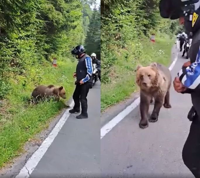  Ce a păţit un inconştient care a dat de mâncare unui urs pe Transfăgărăşan – VIDEO