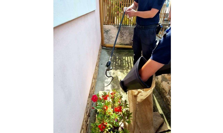  Jandarmii au fost chemaţi să scoată un şarpe dintr-o gospodărie din municipiul Sibiu