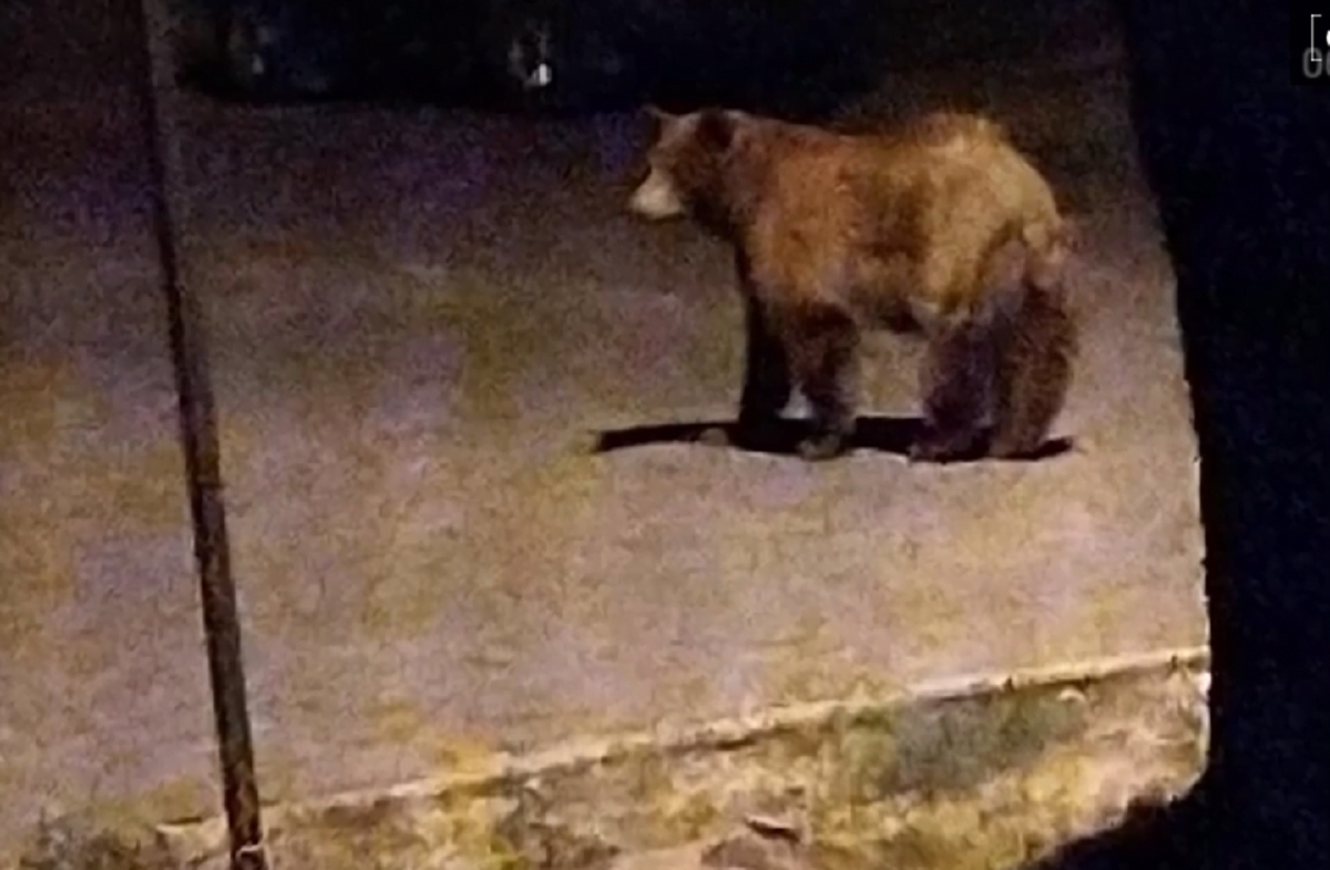 Mobilizare generală! Un urs a fost văzut din nou pe străzile din municipiul Ploieşti