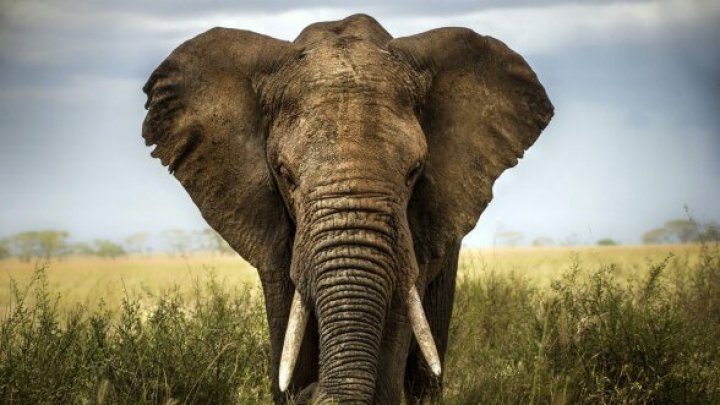  Elefanţi evadaţi dintr-un parc naţional au ucis două persoane în Uganda