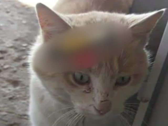  Tânăr, reținut după ce a torturat o pisică și a postat pe internet imaginile cu atrocitățile