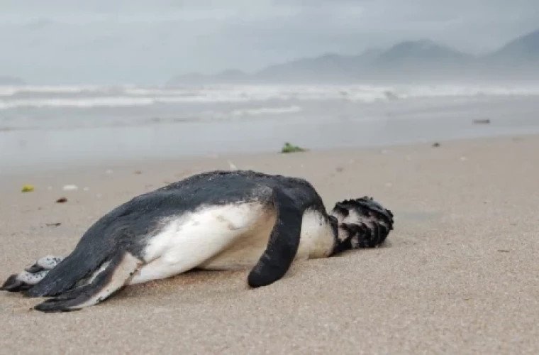  Mii de pui de pinguin imperial au murit în Antarctica în urma ruperii gheţii
