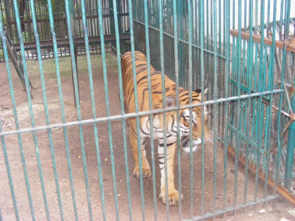  Bărbat mușcat de tigru la Grădina Zoologică din Bârlad. Și-a băgat piciorul în cușcă pentru a provoca animalul