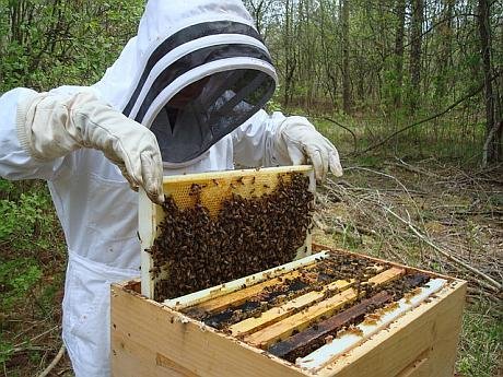  România ocupă locul 2 în Europa la numărul de familii de albine; consumul de miere a crescut la 1,2 kg/locuitor/an