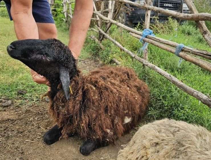  Animalele de la o stână din Dolj, atacate de şacali: 20 de oi şi capre au fost ucise, altele fiind rănite