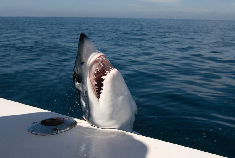  VIDEO Un yaht cu ruși la bord, atacat și distrus de rechini