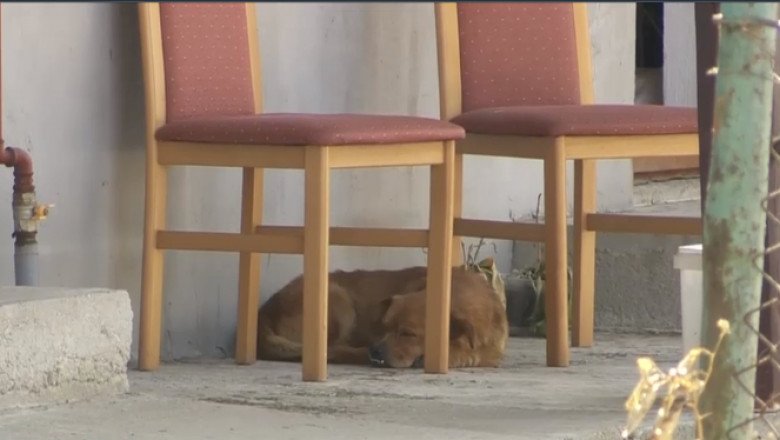  Câinele soților morți în exploziile din Crevedia încă îi așteaptă în curte
