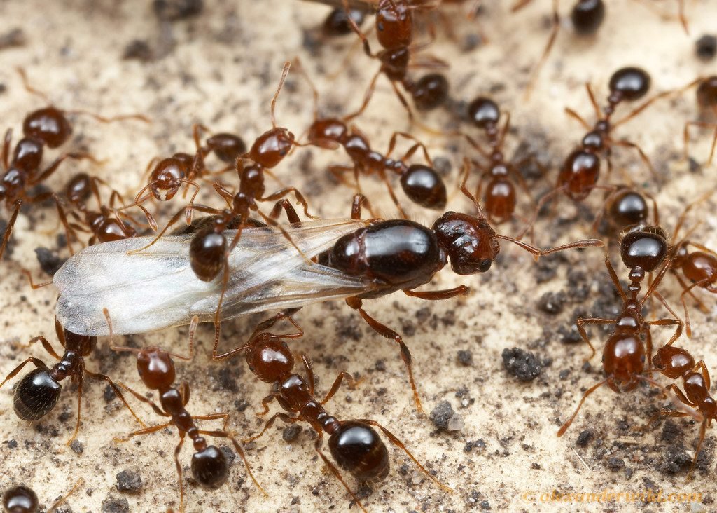  Colonii de furnici roşii de foc descoperite în Italia s-ar putea răspândi în toată Europa