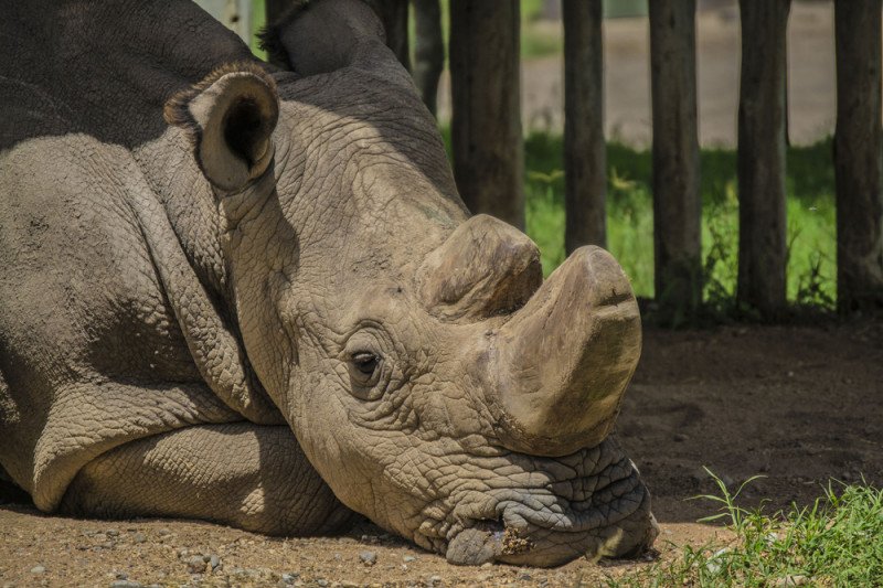  O îngrijitoare de la grădina zoologică din Salzburg a fost atacată şi ucisă de un rinocer