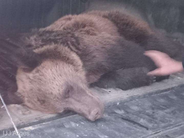  Argeş: Un urs blocat într-un gard a fost tranchilizat şi va fi relocate