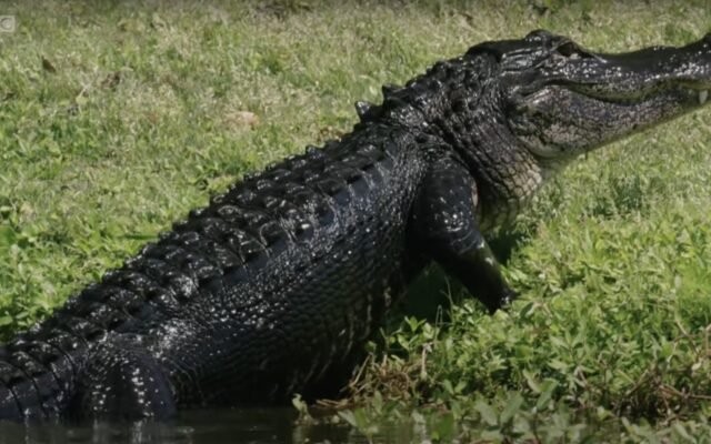  Rămăşite umane găsite în gura unui aligator în Florida. Reptila, scoasă dintr-un canal