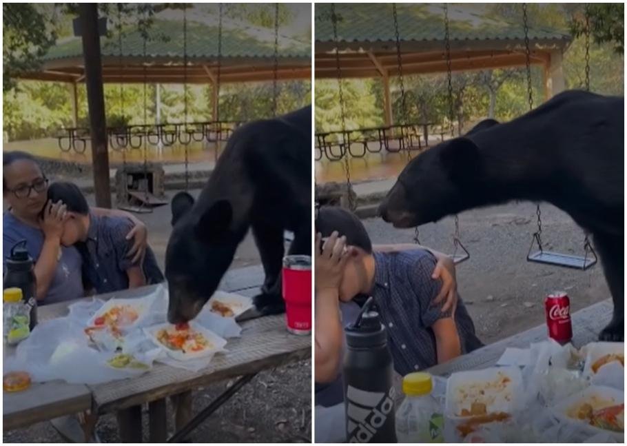 VIDEO Picnic întrerupt de un urs care s-a urcat pe masă și a înfulecat mâncarea