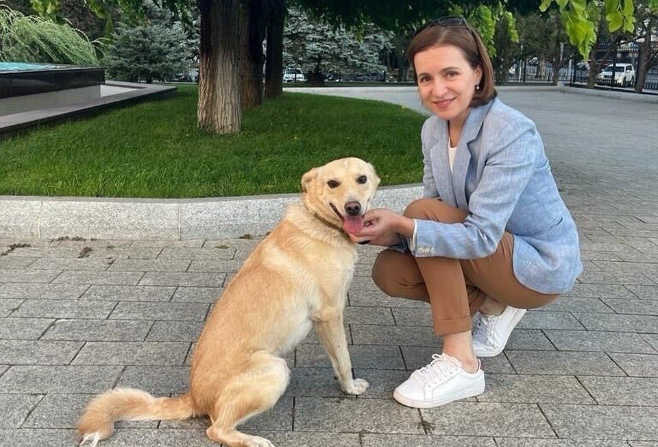  Maia Sandu a adoptat un câine care a scăpat cu viață după ce a fost lovit de o mașină