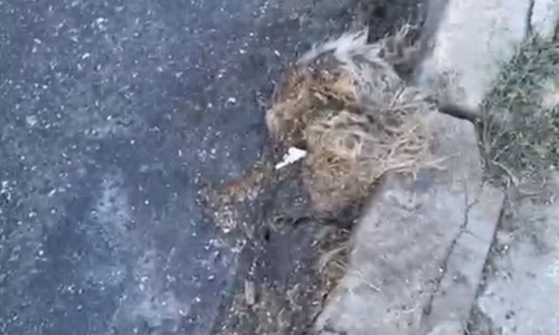  VIDEO Câine asfaltat pe un drum din Sibiu