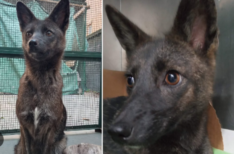  VIDEO Animal unic descoperit în Brazilia: corp de câine cu cap de vulpe