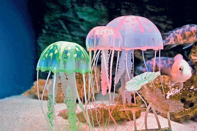  După modelul meduzelor nemuritoare, am putea trăi mai mult?
