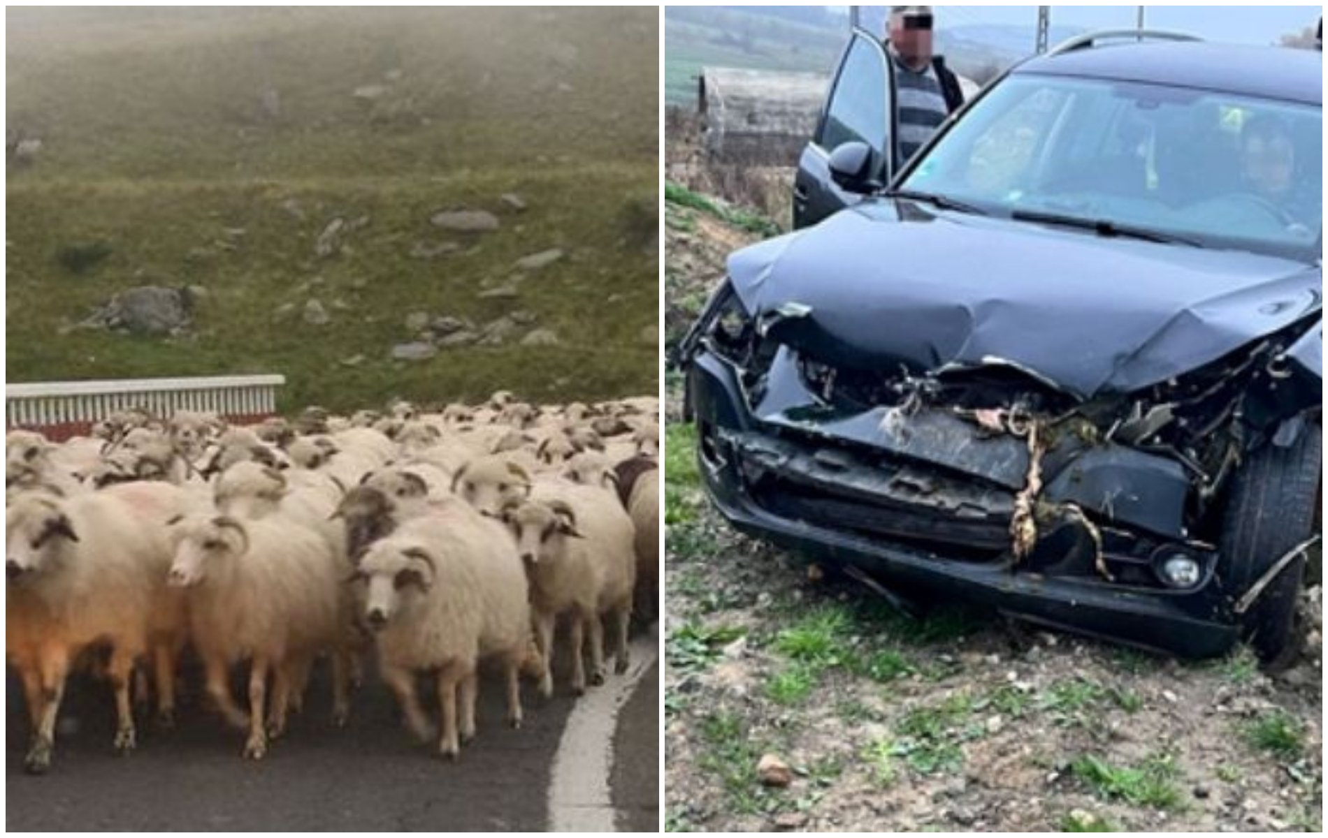 Un șofer clujean a intrat cu mașina într-o turmă de oi. Ciobanul și 8 animale au murit