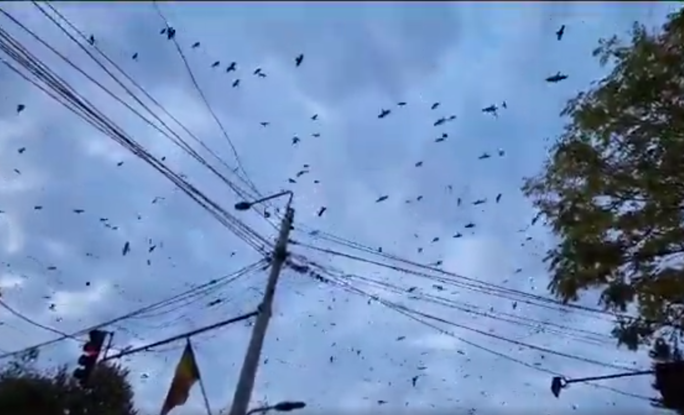  VIDEO Nori negri în Copou! Dar de ciori, nu de ploaie