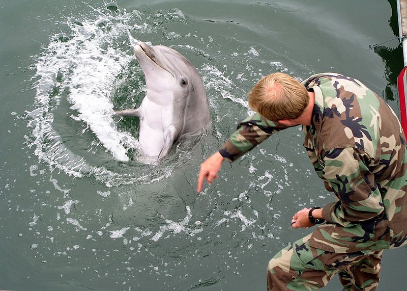 Newsweek: Rusia a desfăşurat delfini antrenaţi de luptă în Marea Neagră