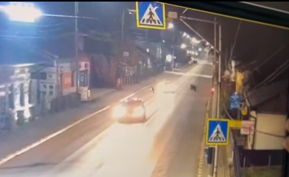  VIDEO Alertă în județul Suceava. Un urs tot iese noaptea la plimbare pe străzile din Gura Humorului