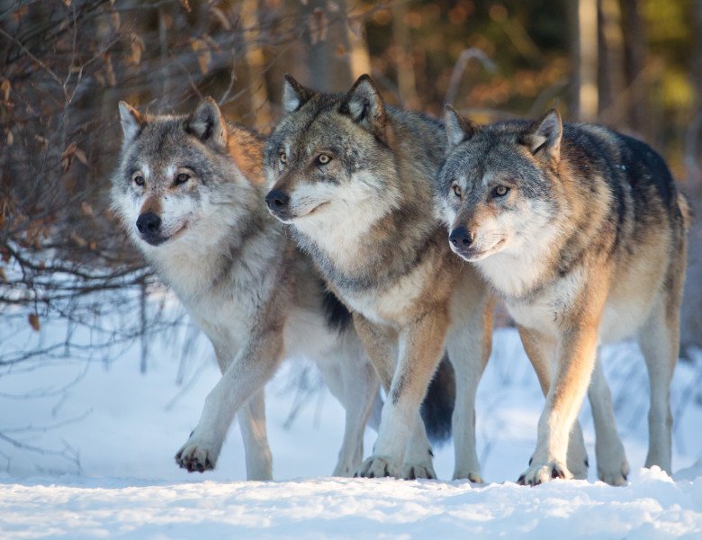  Pericol major în pădurile din România: Lupii au început să se împerecheze cu câinii