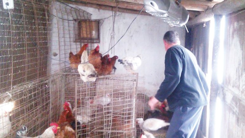 Cucu a furat opt găini şi un cocoş din poiata unei femei de la Coarnele Caprei