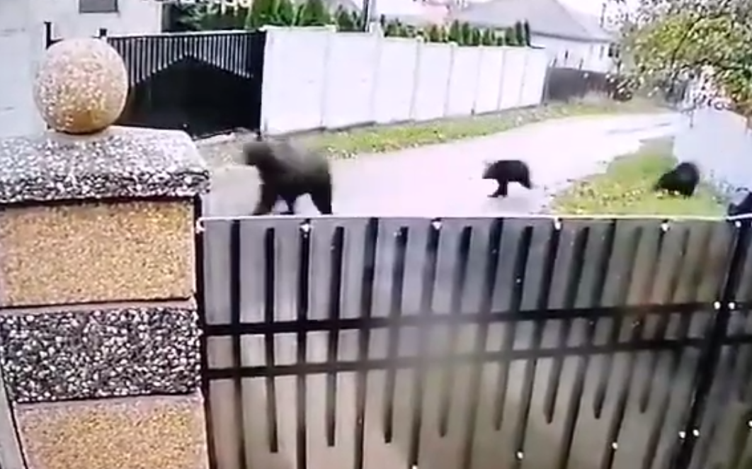  VIDEO O ursoaică cu doi pui au produs panică într-o comună din judeţul Iaşi.
