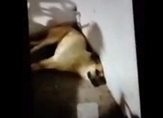  Doi bărbaţi au bătut un câine luat de pe stradă, au asmuţit un rotweiler asupra acestuia şi au transmis totul live pe internet
