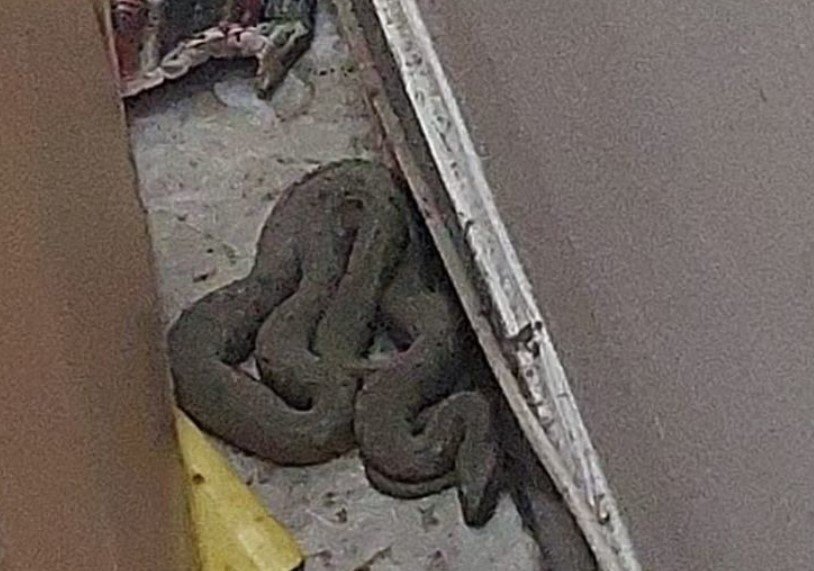  Jandarmii au capturat un şarpe care intrase într-un apartament din municipiul Constanţa