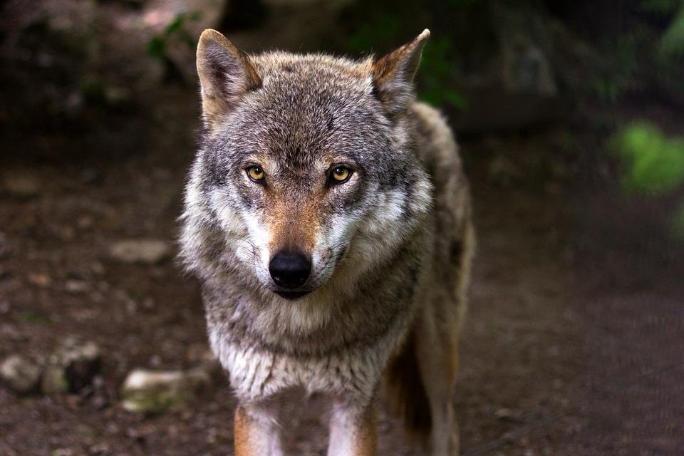  Patru lupi semnalati la Erbiceni? Specialist: „Dacă un pădurar vă spune că nu a văzut lupi, asta nu înseamnă că ei nu există” – FOTO