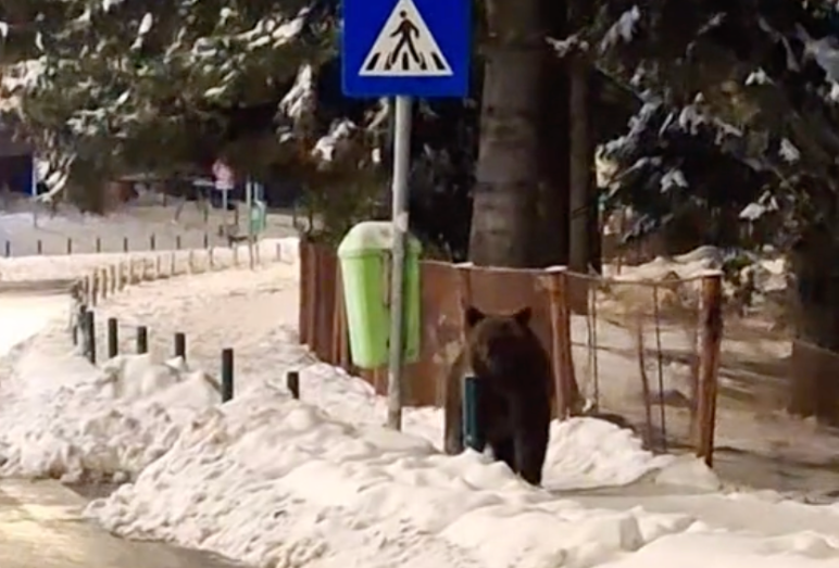  VIDEO Un urs se simte ca la el acasă pe trotuarele din Poiana Brașov