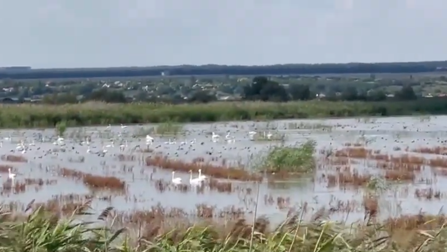  EXCLUSIV – Delta Moldovei, pusă la făcut bani. Doi afacerişti au semănat porumb pe sute de hectare de arii protejate. În acte, o semnătură surpriză VIDEO