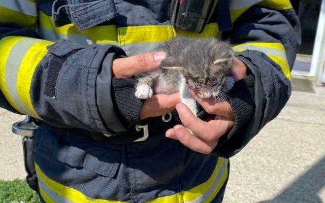  O pisică salvată dintr-un incendiu din Giurgiu a intrat din nou în foc pentru a-și salva puii