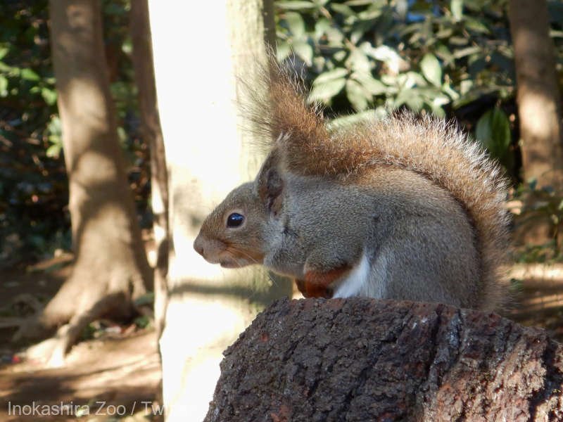  Veveriţele de la o grădină zoologică din Japonia, decimate de o posibilă otrăvire involuntară