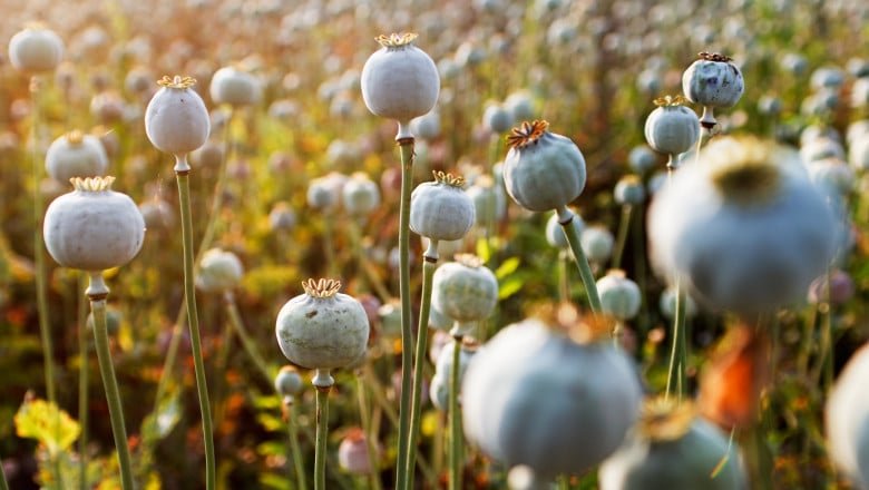  Myanmarul detronează Afganistanul şi devine primul producător mondial de opiu în 2023
