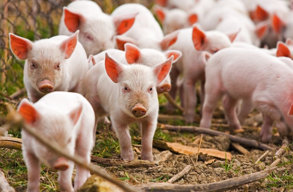  Cumperi porc in viu? Cat ramane dupa taiere si care este pretul real al unui kilogram
