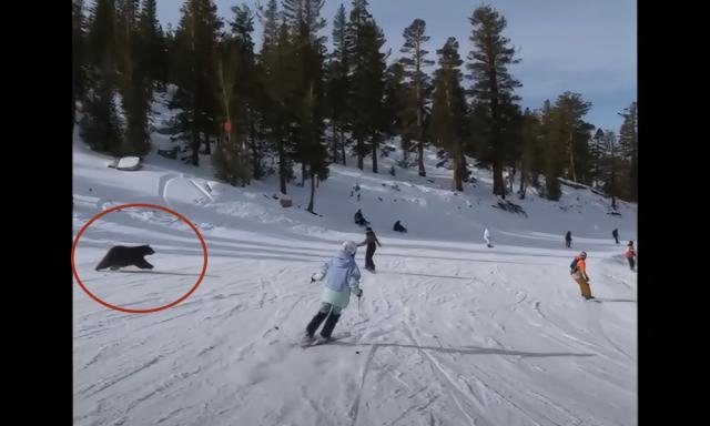  VIDEO Un urs, pe pârtia de schi. Își căuta mama