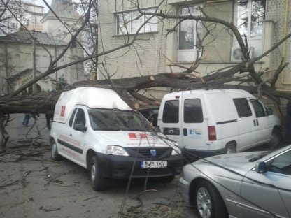  Trei maşini, zdrobite de un copac smuls de vânt din rădăcini în Târgu Cucu (VIDEO)