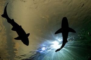  China scoate aripioarele de rechin, cuiburile de păsări şi animalele sălbatice rare din meniurile dineurilor oficiale