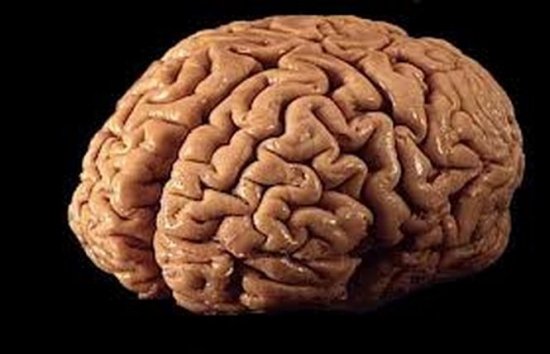  Un tânăr fura creiere din muzeu şi le vindea pe eBay