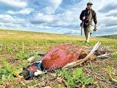  Au autopsiat doi fazani pentru a demonstra că au fost împuşcaţi ilegal